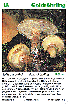 Spielkarte