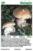Spielkarte