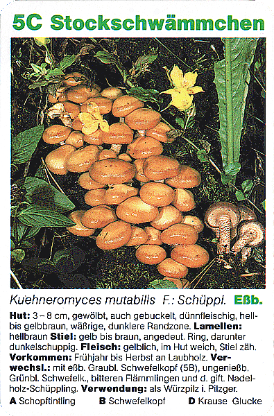Spielkarte