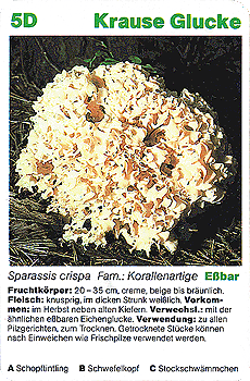 Spielkarte