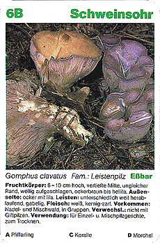 Spielkarte