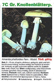Spielkarte