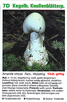 Spielkarte
