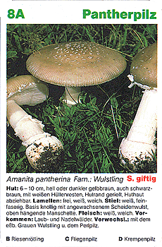Spielkarte