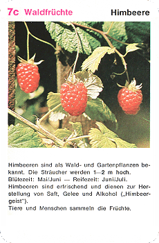 Spielkarte