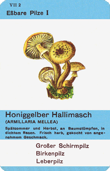 Spielkarte