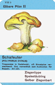 Spielkarte