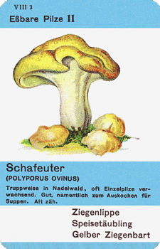 Spielkarte