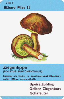 Spielkarte