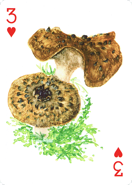 Spielkarte