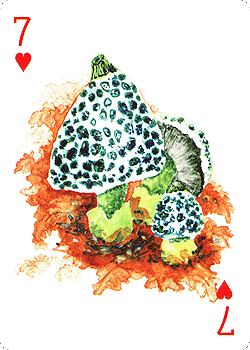Spielkarte