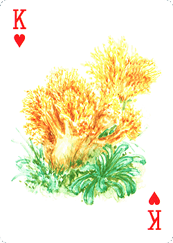 Spielkarte