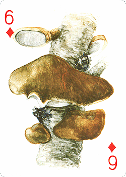 Spielkarte