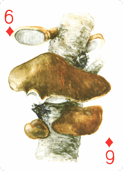 Spielkarte