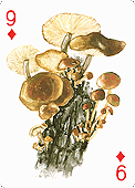 Spielkarte