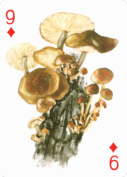 Spielkarte