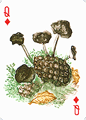 Spielkarte