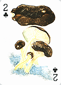 Spielkarte