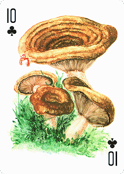 Spielkarte