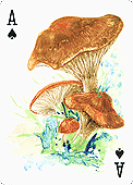 Spielkarte