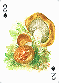 Spielkarte