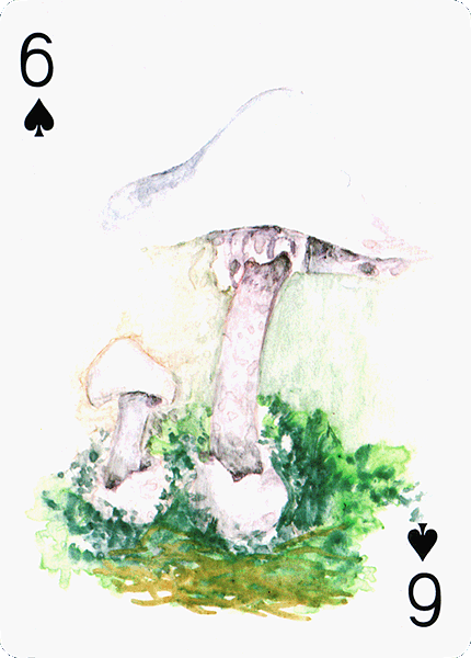 Spielkarte