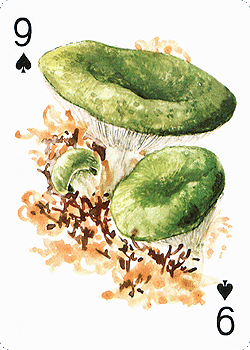 Spielkarte