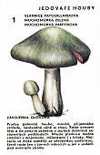 Spielkarte
