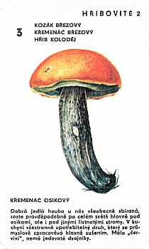 Spielkarte