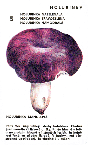 Spielkarte