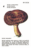 Spielkarte