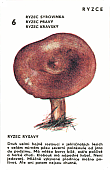 Spielkarte