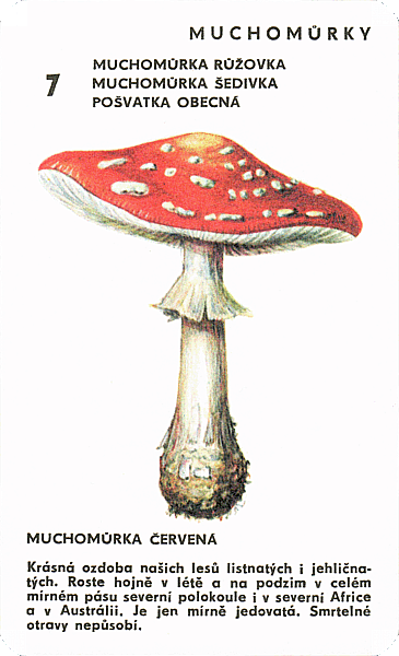 Spielkarte