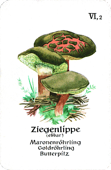 Spielkarte