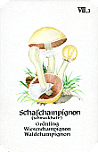 Spielkarte