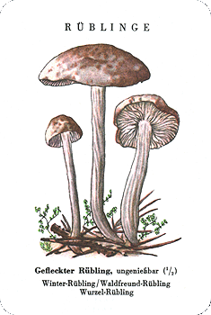 Spielkarte