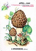 Spielkarte