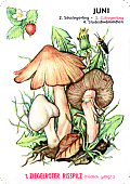 Spielkarte