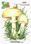 Spielkarte