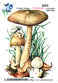 Spielkarte