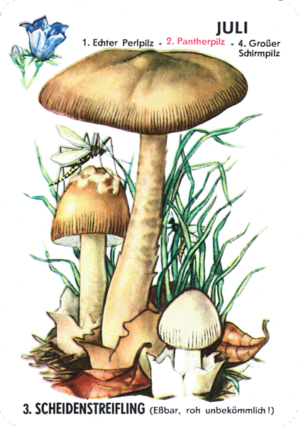 Spielkarte
