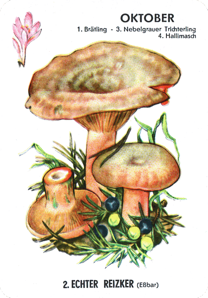 Spielkarte