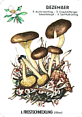 Spielkarte