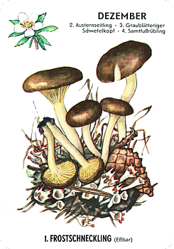 Spielkarte