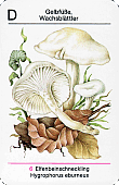 Spielkarte