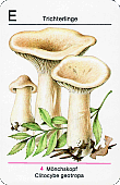 Spielkarte
