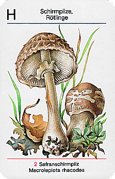 Spielkarte