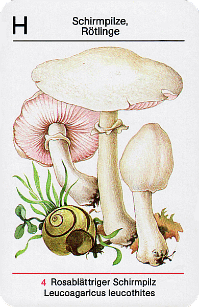 Spielkarte