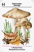 Spielkarte