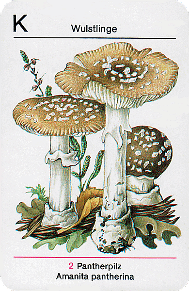 Spielkarte